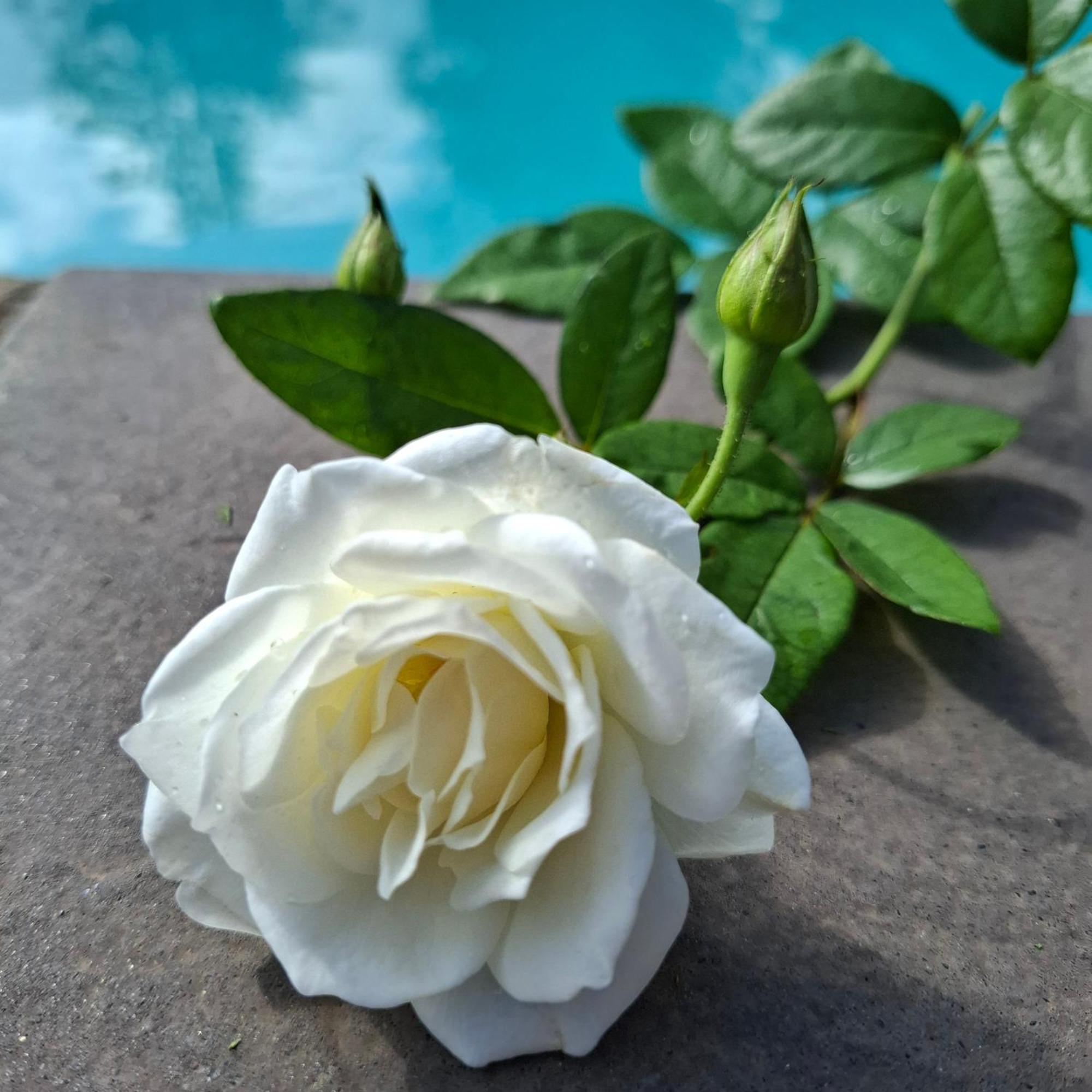 Bella Rosa Bed and Breakfast Potchefstroom Εξωτερικό φωτογραφία